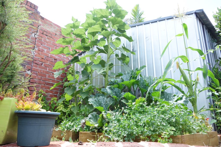 my veggie patch at the end of spring