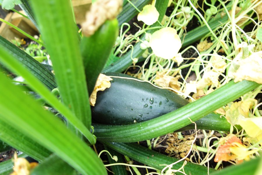 plump, misshapen zucchini - still looks good