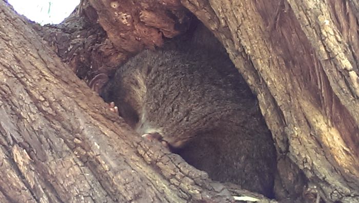 possum napping in a tree