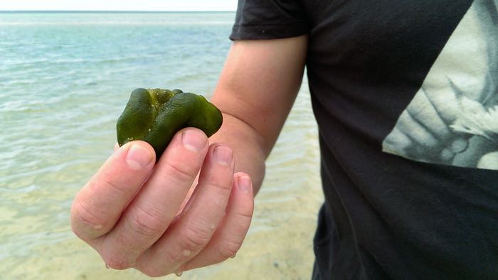 weird green thing we found on the beach