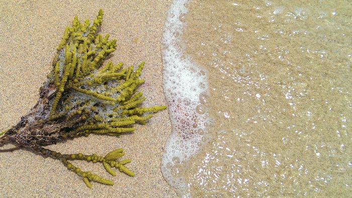 lumpy seaweed