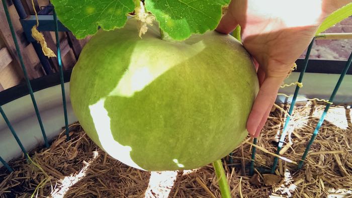 baby pumpkin, 23 days, c. 2015