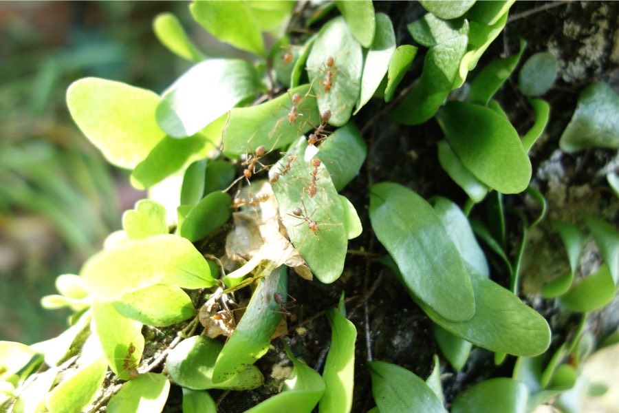 my ant friend at my auntie's house in Brunei