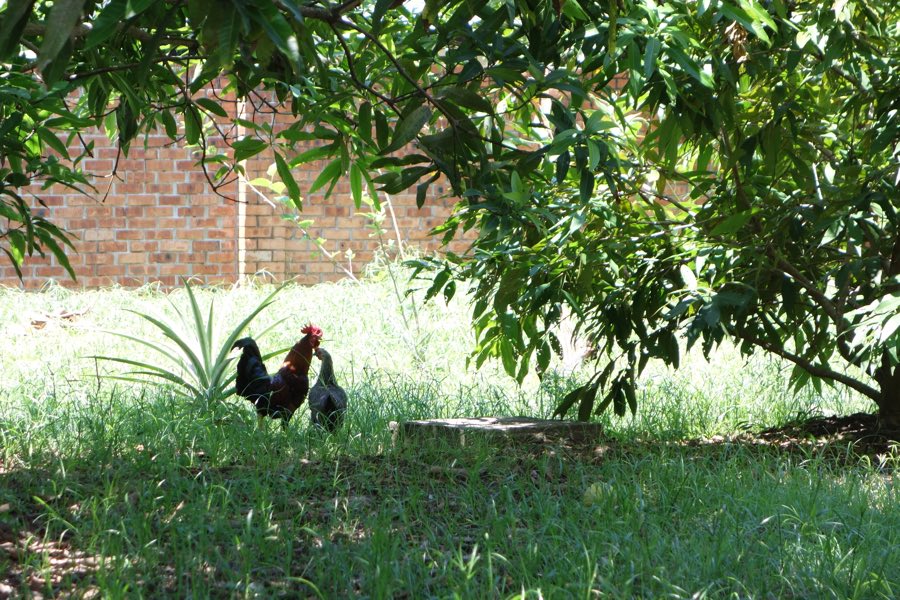 chooks and a pineapple