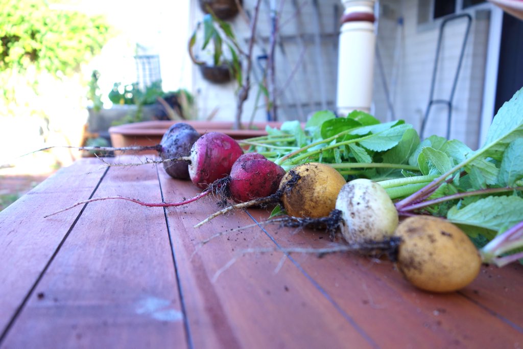 rainbow radish row