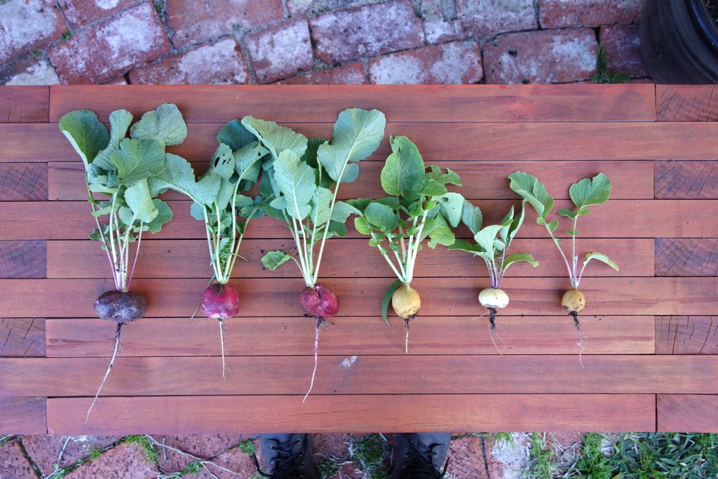 rainbow radishes, c. 2016